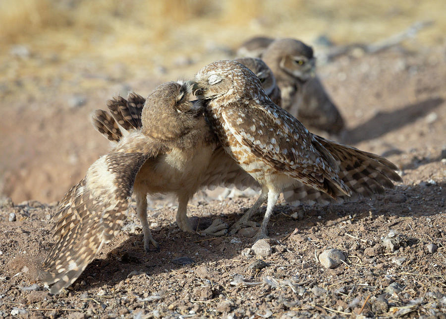 Animal Photograph - Mama Feeding The Kids - Burrowing owls by Rosemary Woods Images
