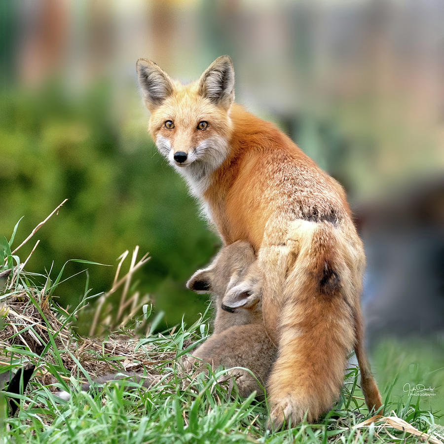 Mama Fox Nursing her Babies Photograph by Judi Dressler - Fine Art America