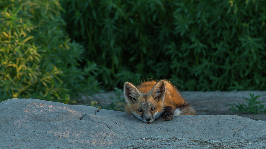 Mama Fox Posing At Sundown Photograph by Yeates Photography