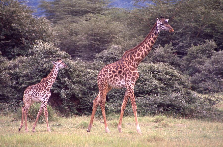 Mama Giraffe and Baby Giraffe Photograph by Russel Considine