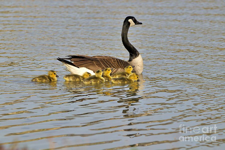 Mama Goose and Goslings Photograph by Yvonne M Smith