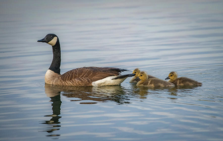 Mama Goose and Her Goslings Photograph by Robert J Wagner
