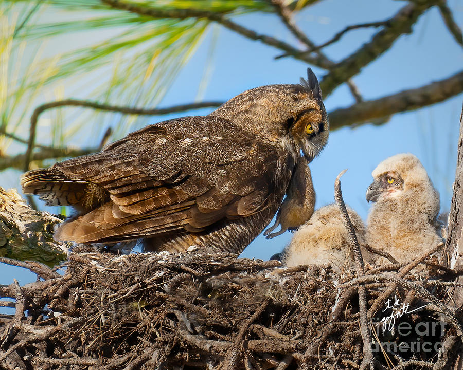 Mama Great Horned Owl Feeds Babies Photograph by TK Goforth