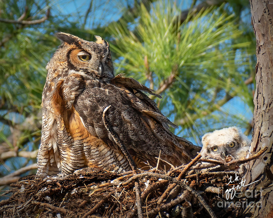 Mama Great Horned Owl with Big Eyed Baby Photograph by TK Goforth