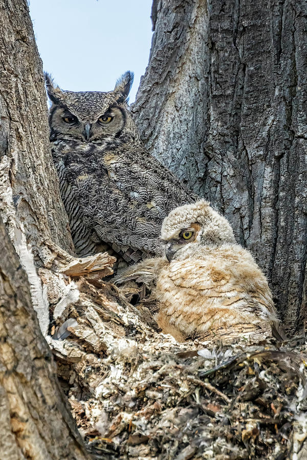 Mama Great Horned Owl with One Visible Owlet Photograph by Belinda Greb ...