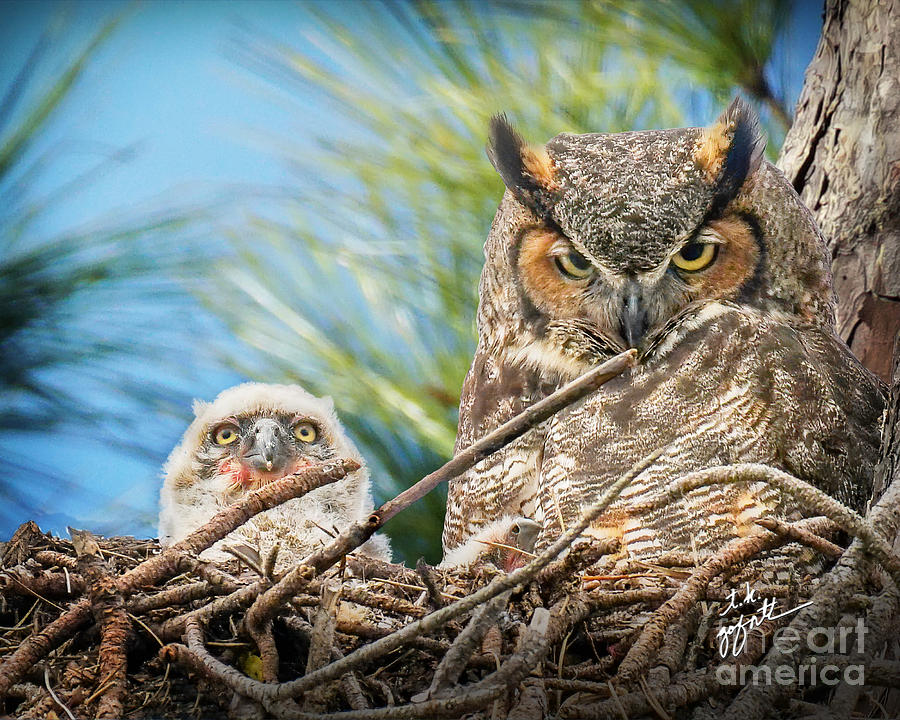 Mama Great Horned Owl with Owlet Photograph by TK Goforth