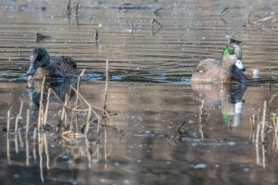 Mama Green Wing Teal Quacking Photograph by Timothy Anable - Pixels