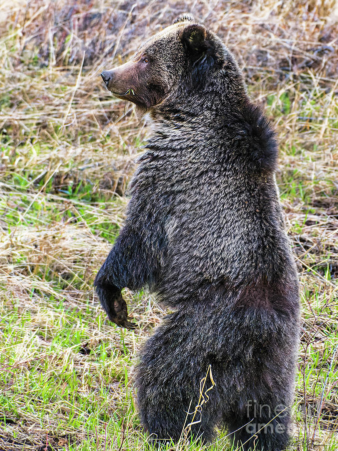 Mama Grizzly Bear standing upright in Yellowstone National Park ...