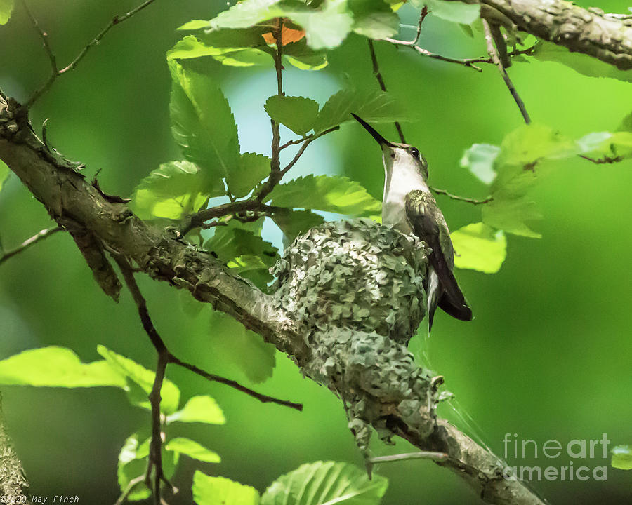 Mama Hummingbird Photograph By May Finch