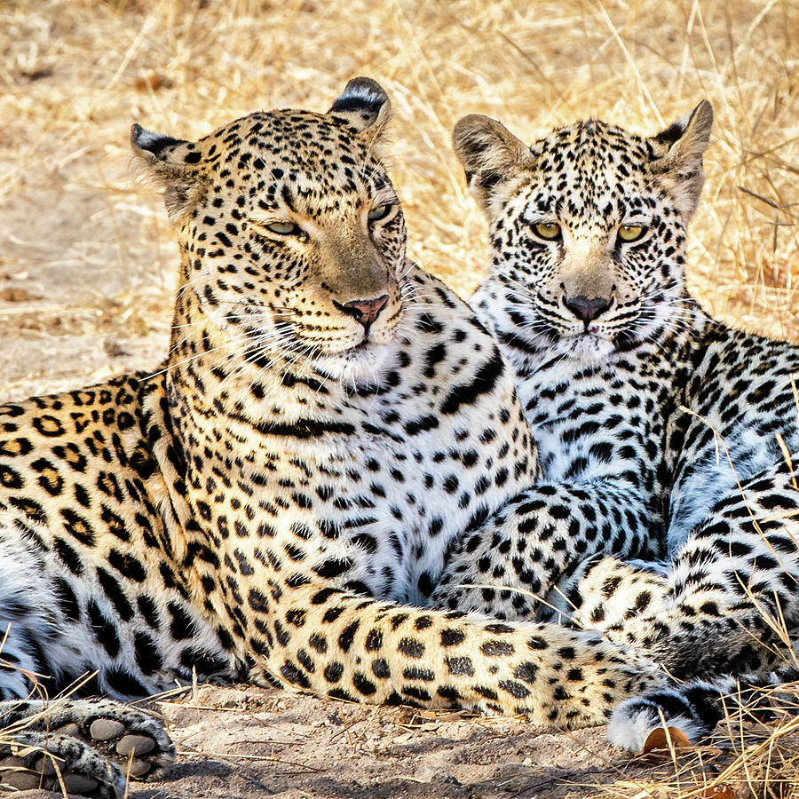 Mama Leopard And Her Cub Photograph by Elvira Peretsman