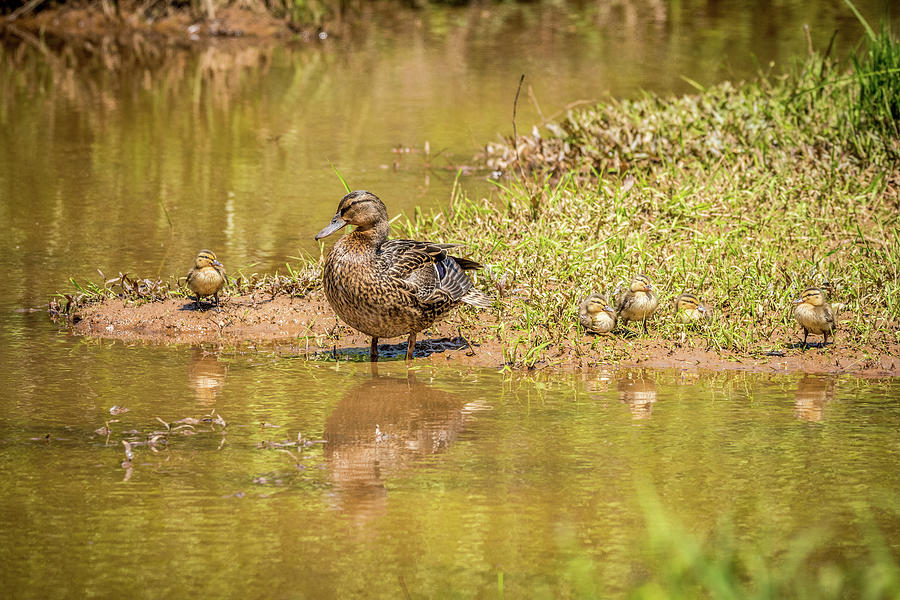 Mama Mallard And Her Ducklings Photograph