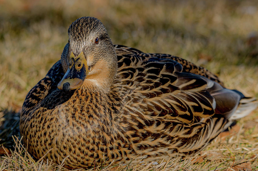 Mama Mallard Duck In Winter Photograph by Yeates Photography