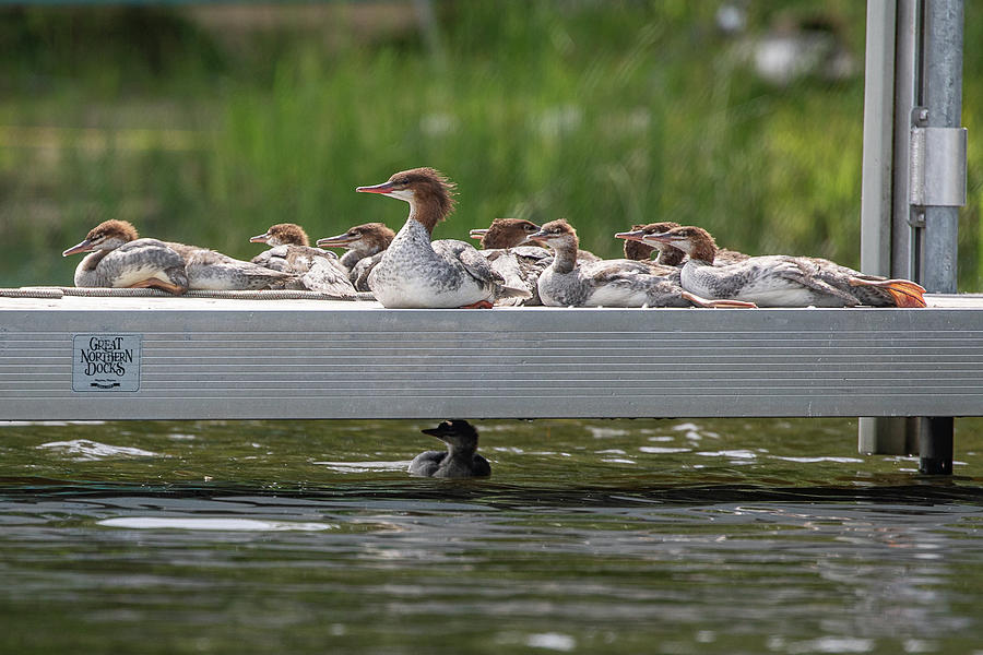 Mama Merganser and Ducklings Photograph by Denise Kopko