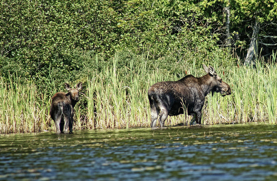 Mama Moose and Calf Photograph by Russel Considine