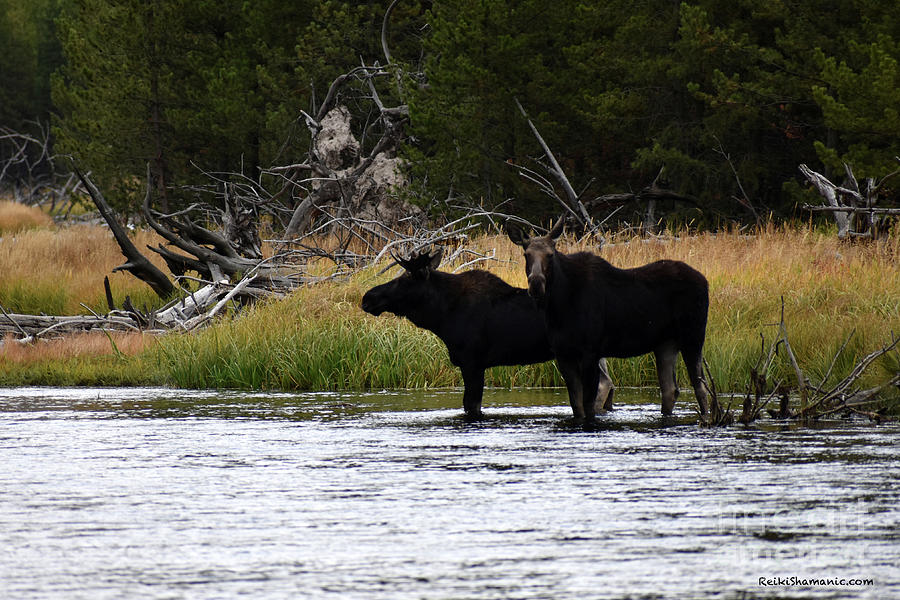Yellowstone National Park Photograph - Mama Moose and Yearling Son by Rose De Dan
