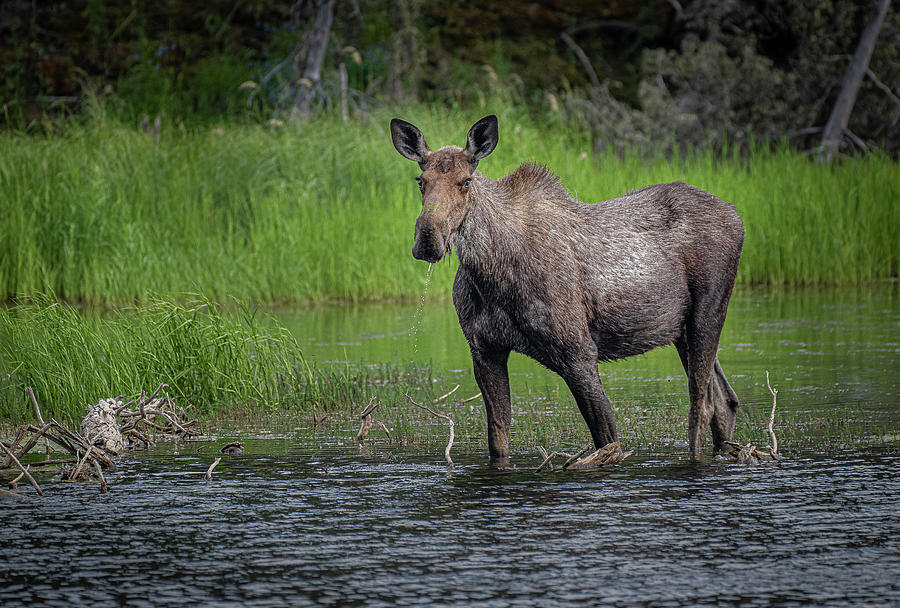 Mama Moose Photograph by David Downs