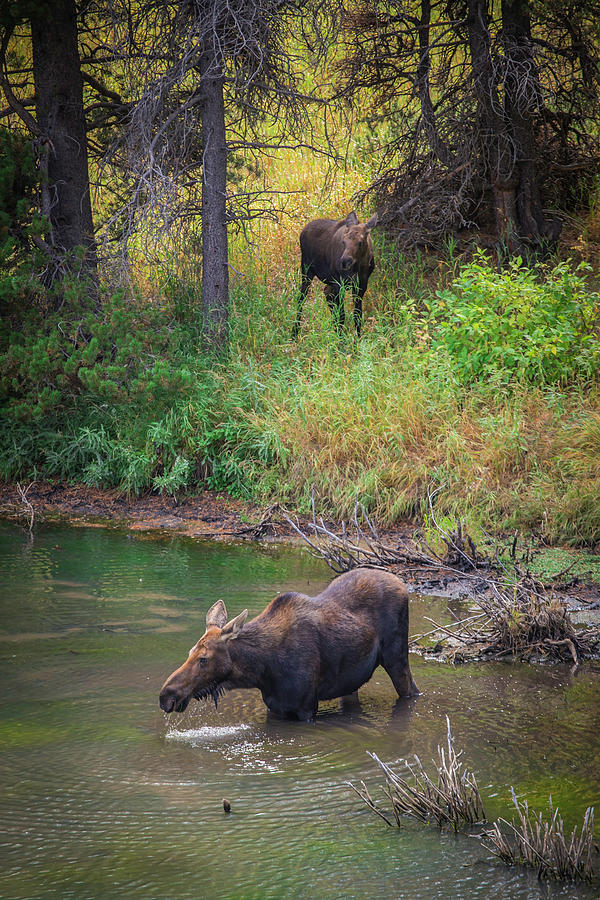 Mama Moose Photograph by G Wigler