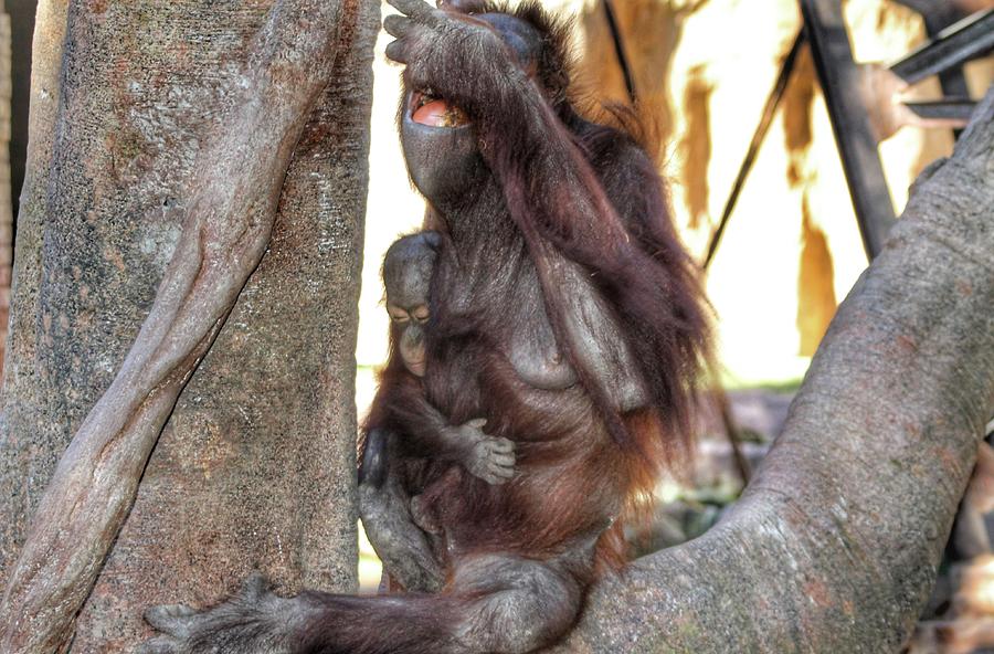 Mama Orangutan Con Su Cria Photograph