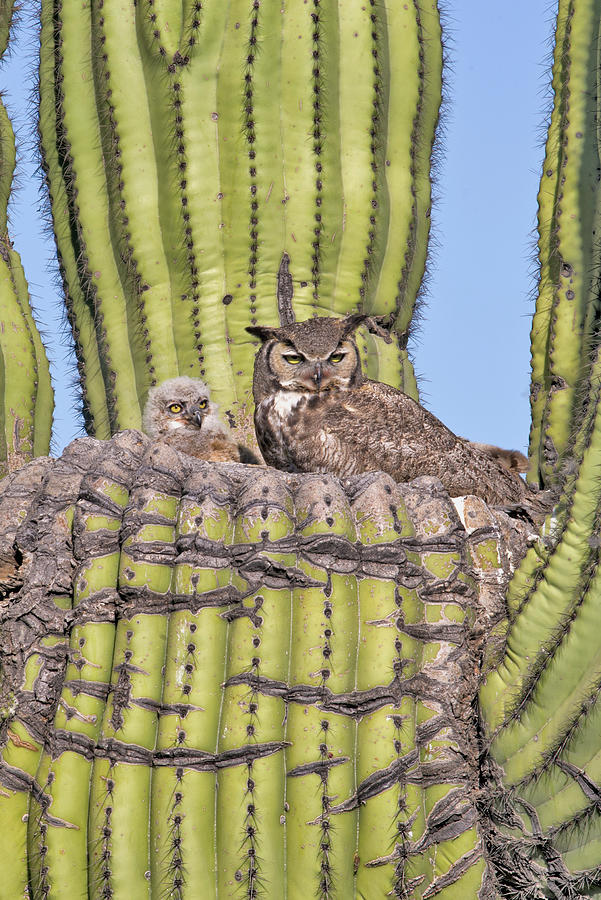 Mama Owl And Chick Photograph