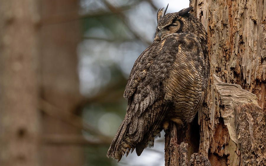 Great Horned Owl Photograph - Mama Owl at Rest by Christina Stobbs