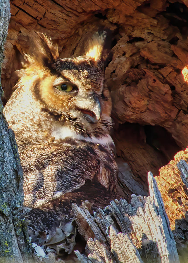 Mama Owl Photograph by Jack Wilson