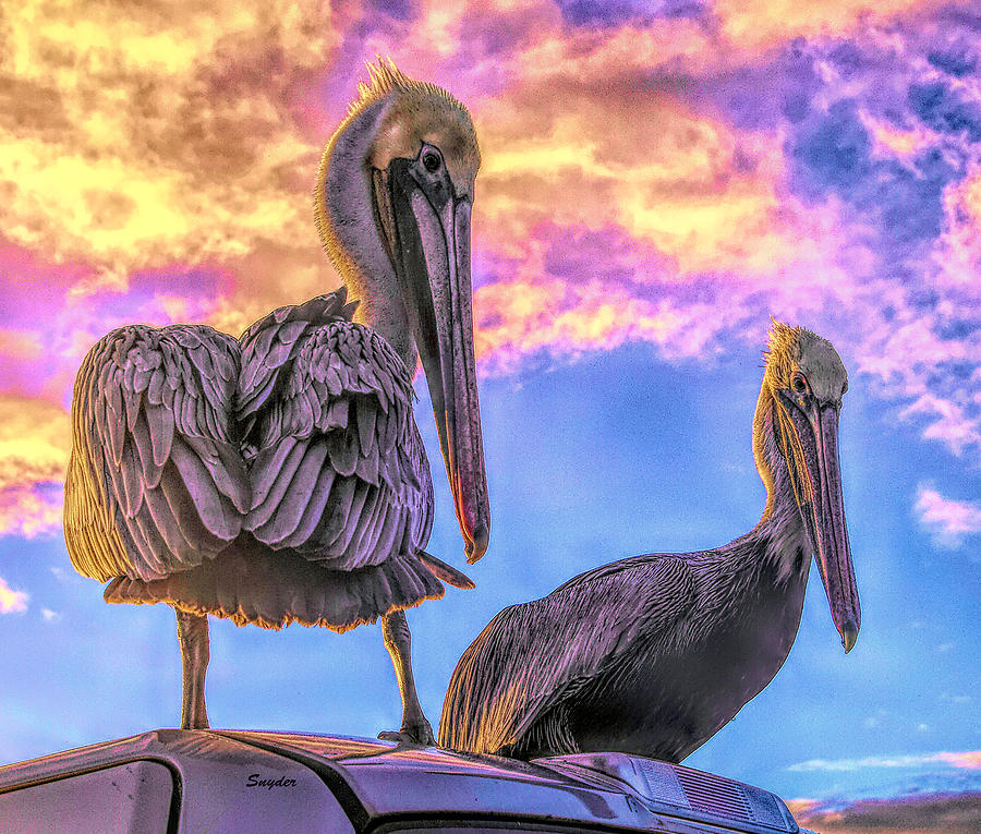 Mama Papa Pelican Morro Bay California Detail Photograph