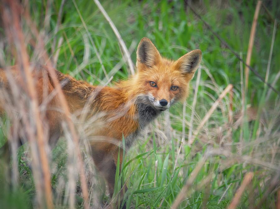 Mama Red Fox Photograph