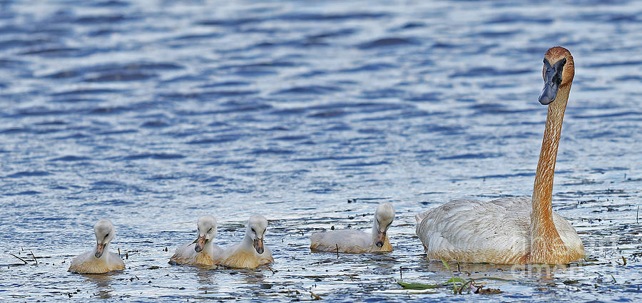 Mama Swan and Cygnets Photograph by Natural Focal Point Photography