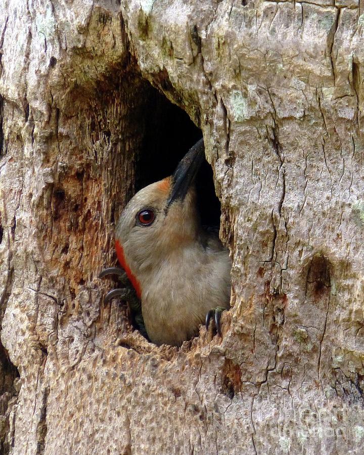 Mama Woodpecker Profile Photograph by Barbie Corbett-Newmin