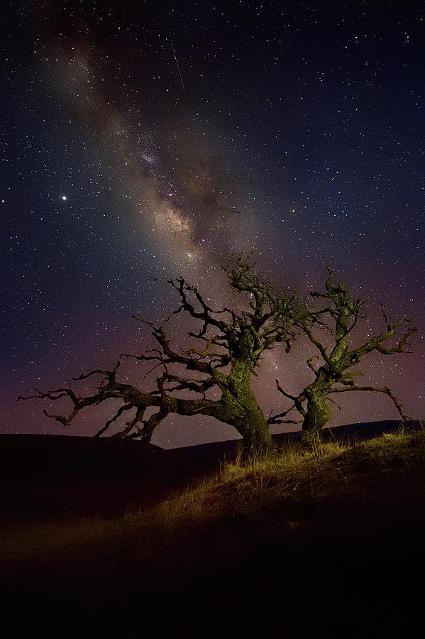 Mamane with Milky Way Mauna Kea Photograph by Heidi Fickinger