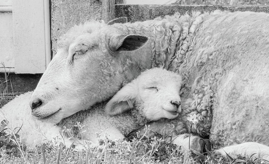 Mamas Lamb Black and White Photograph by Rachel Morrison