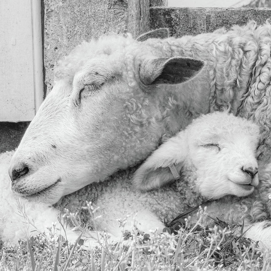 Mamas Lamb Black and White Square Photograph by Rachel Morrison