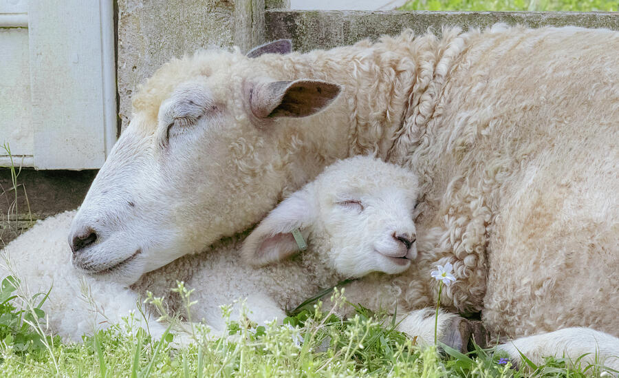 Mamas Lamb Photograph by Rachel Morrison