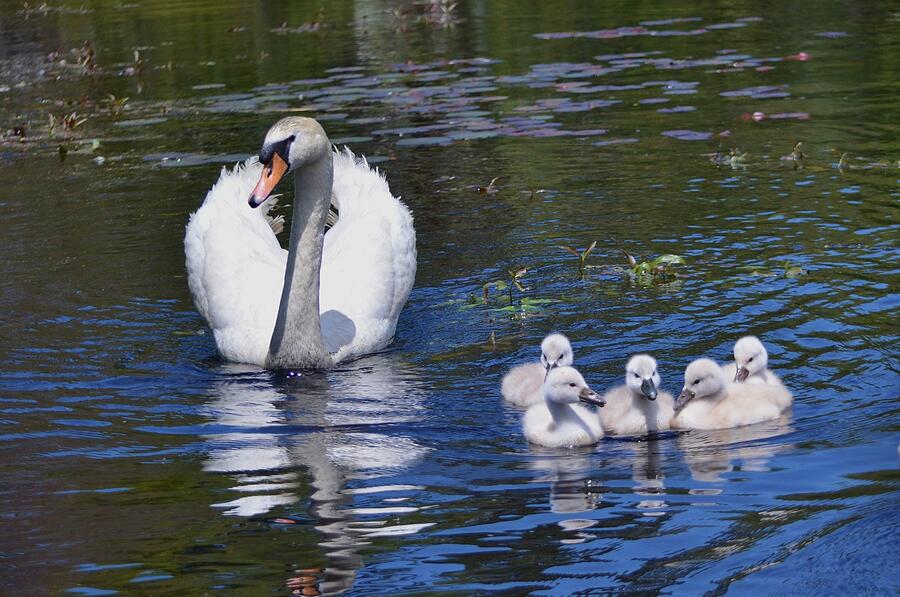 Mama's Watching Photograph by Linda Howes - Fine Art America