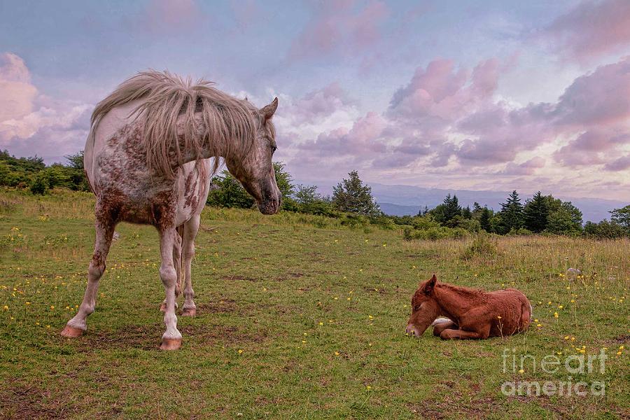 Mamma and Foal Photograph by Laurinda Bowling