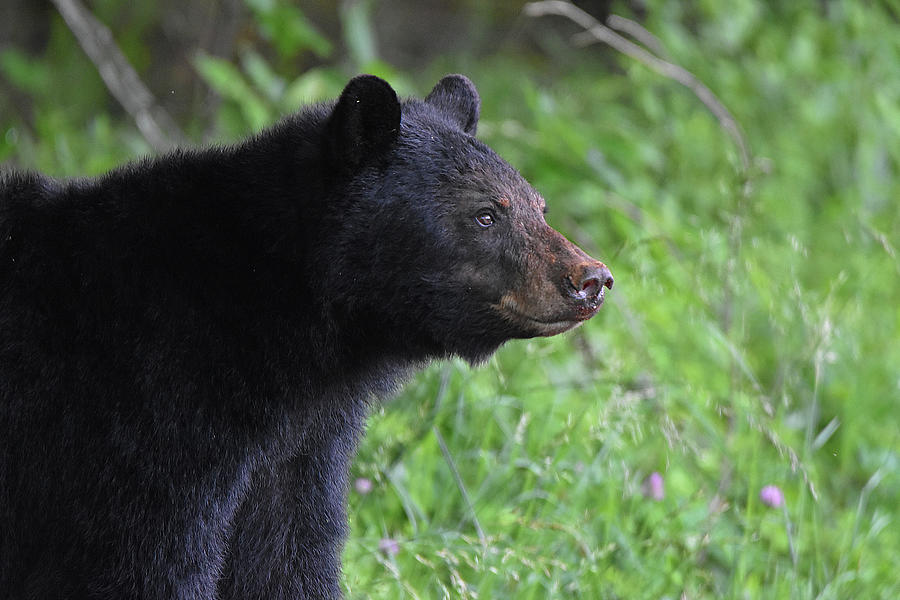 Mamma Bear Photograph by Janet Reber - Fine Art America