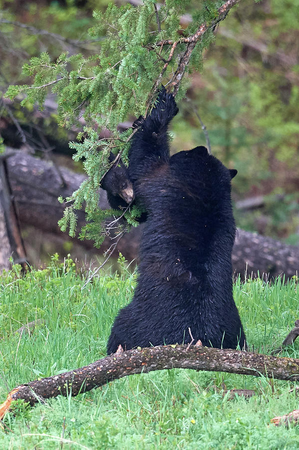 Yellowstone National Park Photograph - I am not letting go by Paul Freidlund