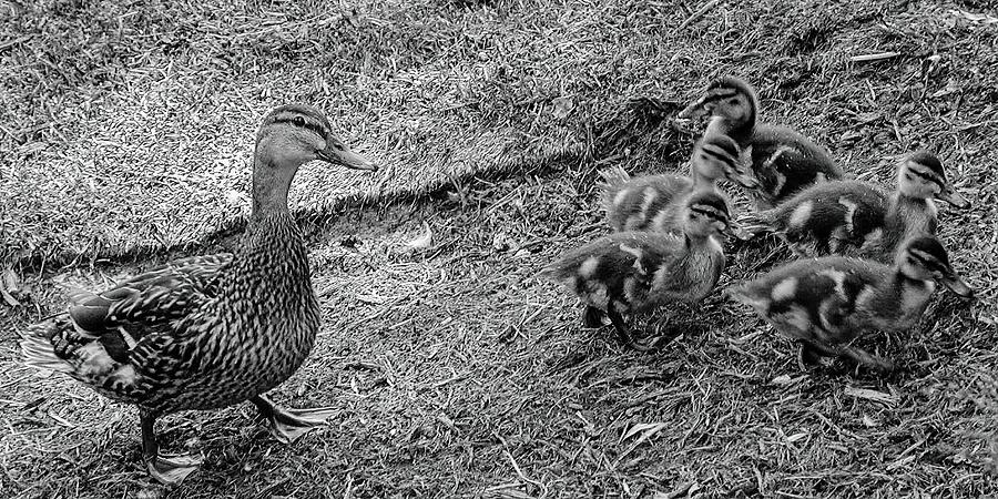 Mamma Duck and Babies Photograph by Annalisa Rivera-Franz