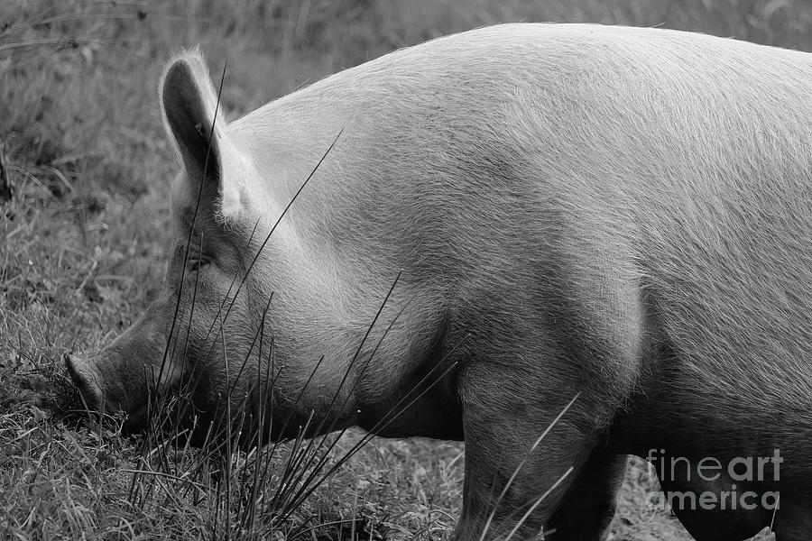 Mamma Pig bw Farmland Photograph by Eddie Barron