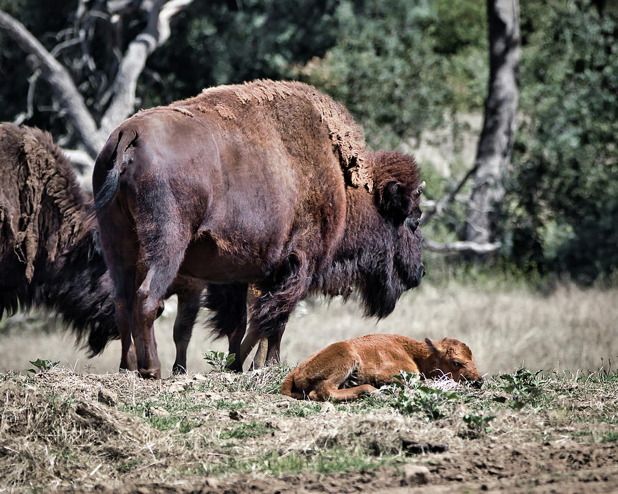 Mammas Protection Photograph by American Landscapes