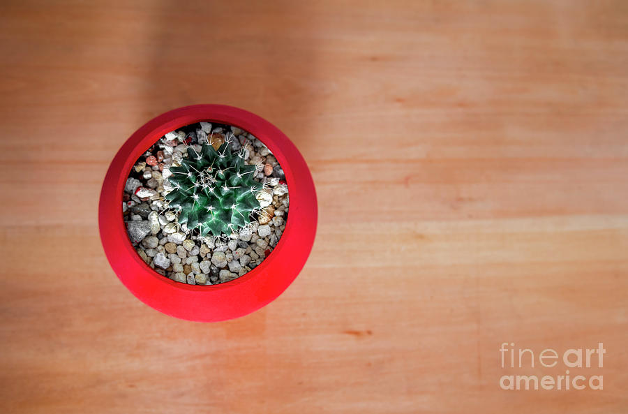  Mammillaria p cactus Close-Up And High Angle View Of Potted Plant Photograph by Jose Rey