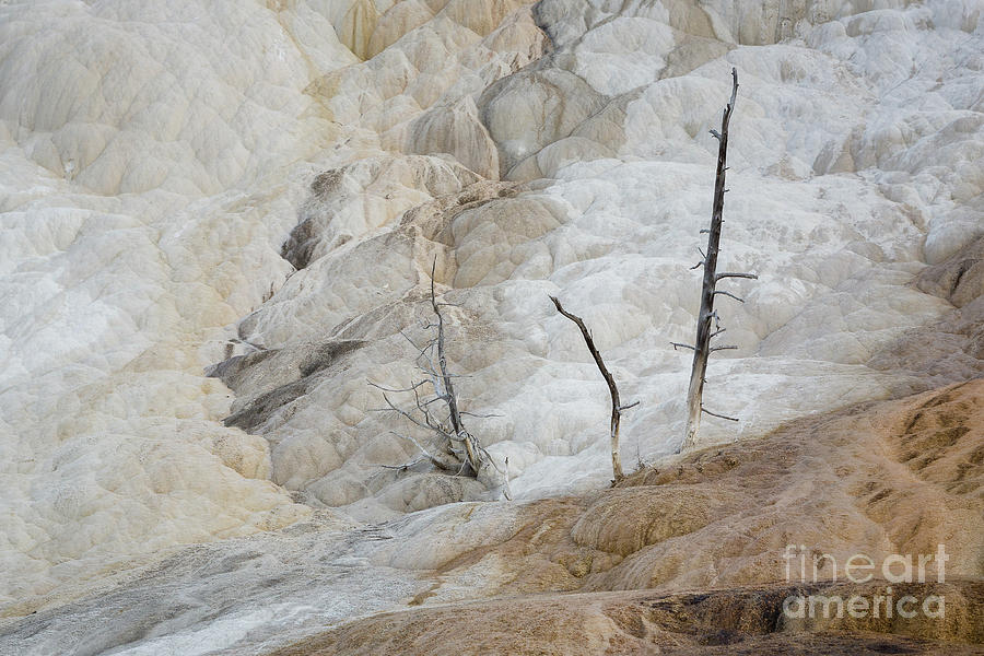 Mammoth Hot Springs Trees Photograph by Maria Struss Photography