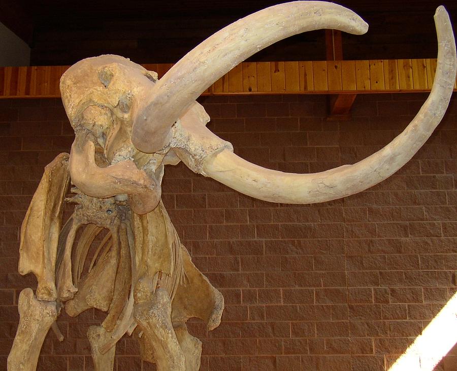 Mammoth skeleton on display in a building Photograph by Escaflowne