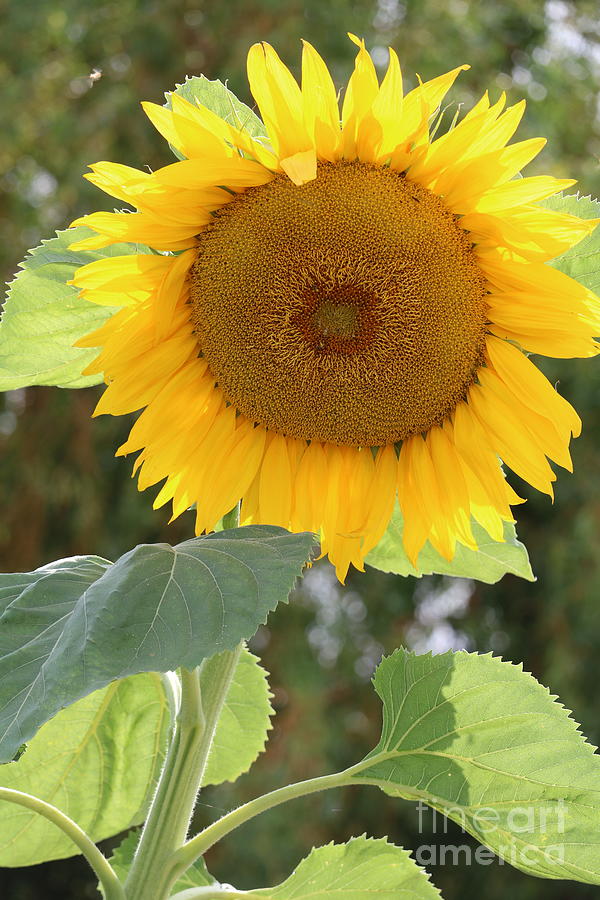 Mammoth Sunflower Fills The Frame Photograph