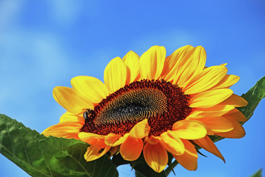 Mammoth Sunflower V Photograph by Debbie Oppermann | Fine Art America