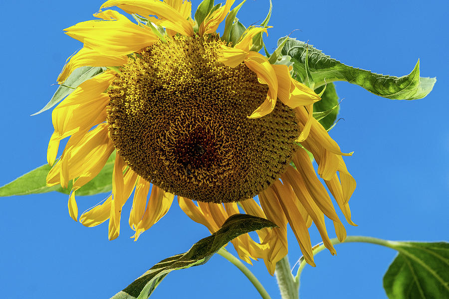 Mammouth Sunflower from Below Photograph by Sharon Gucker | Fine Art ...