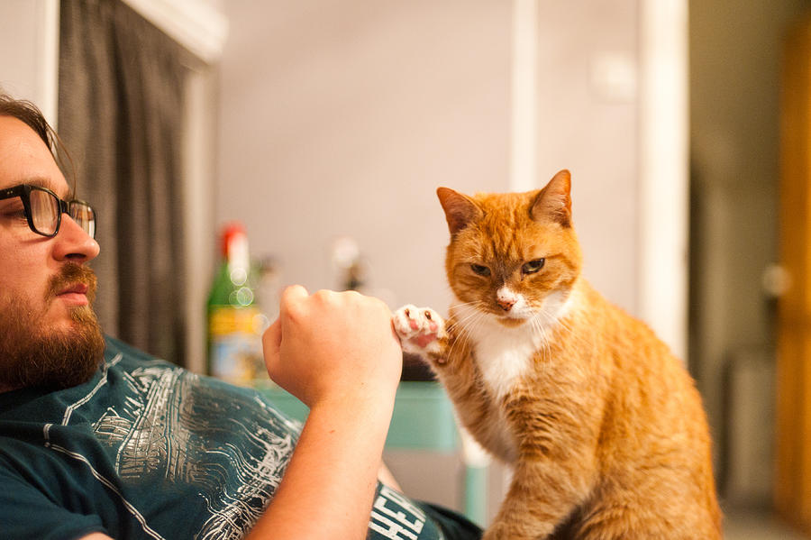 Man and cat do a fist bump Photograph by Elizabeth Livermore
