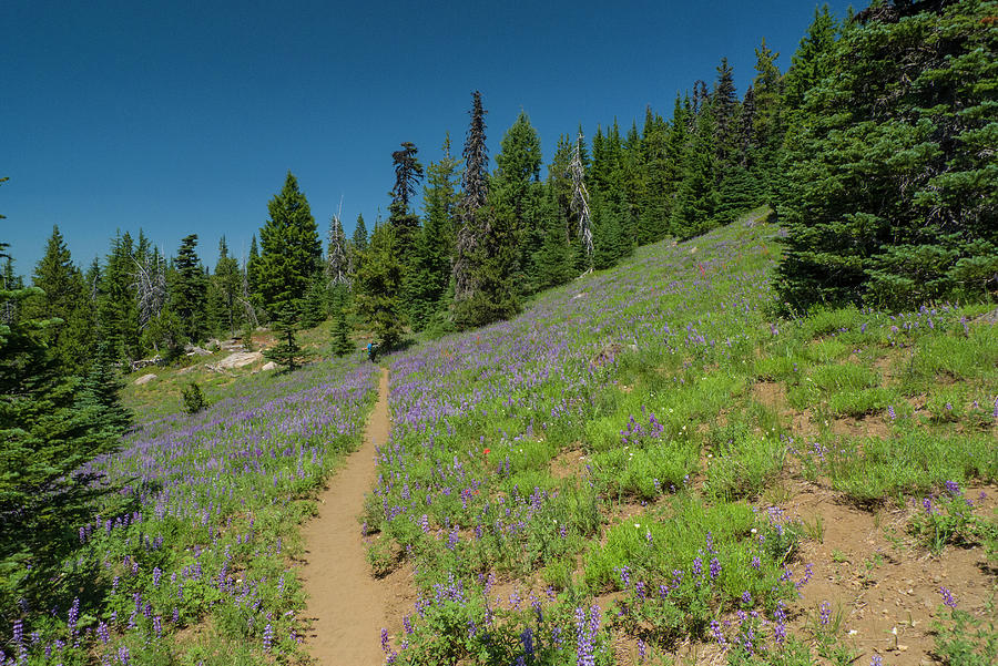 Man backpacking across meadow of wildflowers in the Mt Washingto Photograph by David L Moore