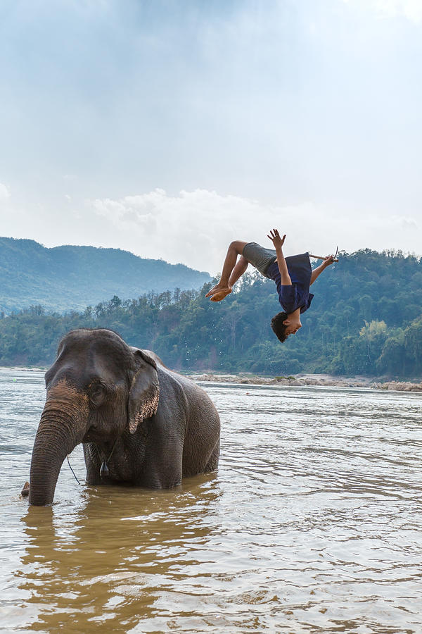 Man doing a back somersault from an elephant, Laos Photograph by Matteo Colombo