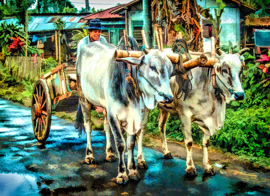 Man driving a bullock cart, Manado, North Sulawesi Digital Art by Frank Lee
